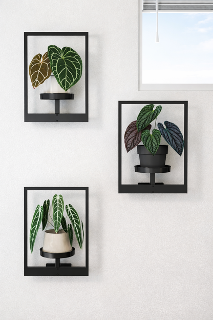AuraFrame™ – Väggdekoration som får ditt favoritföremål att ta plats. 🌿